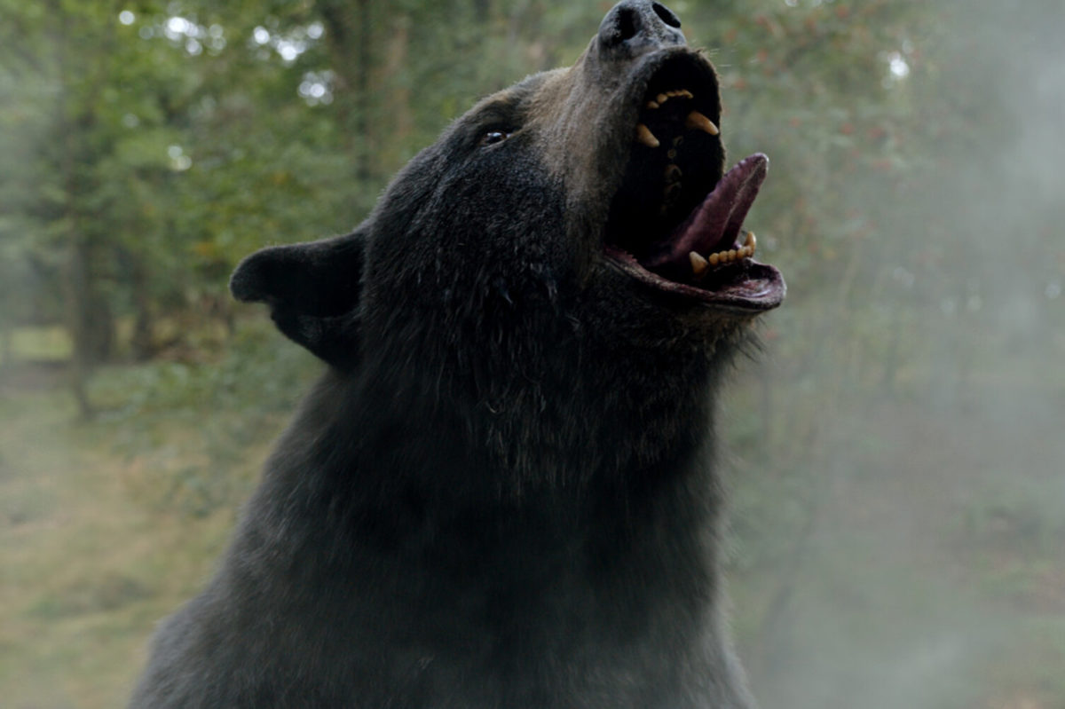 Angry bear possibly high on cocaine